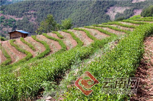 云南剑川县象图乡高山茶叶种植喜获成功